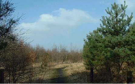 Darlington Woodland - Durham Wildlife Trust